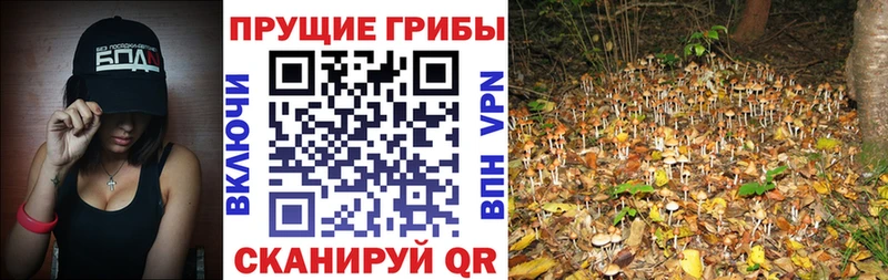Галлюциногенные грибы Psilocybe  Бутурлиновка 